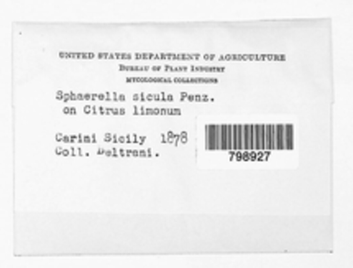 Mycosphaerella sicula image